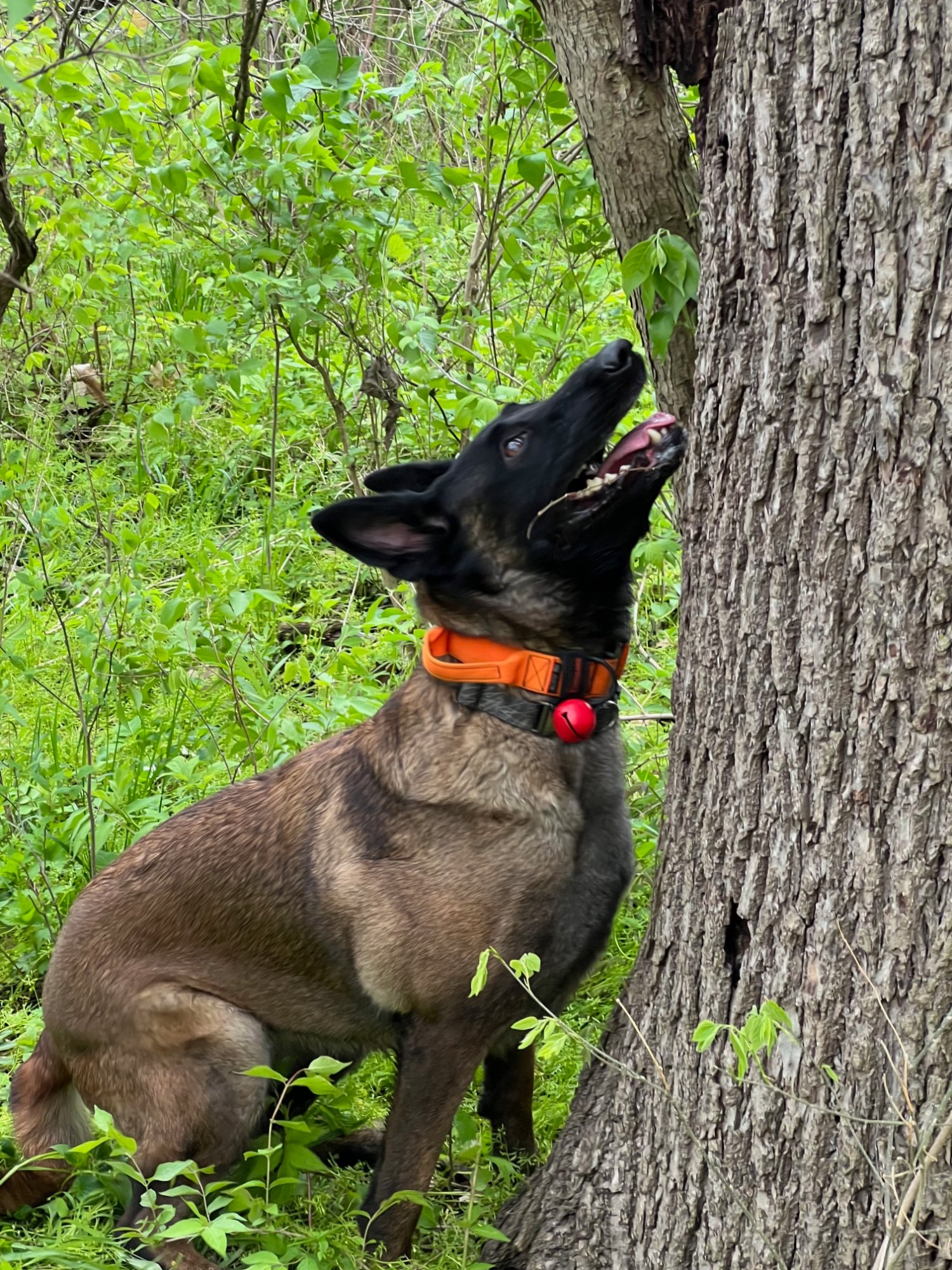 Pathfinder K9 SAR